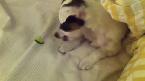 White dog trying to get cucumber from white bed