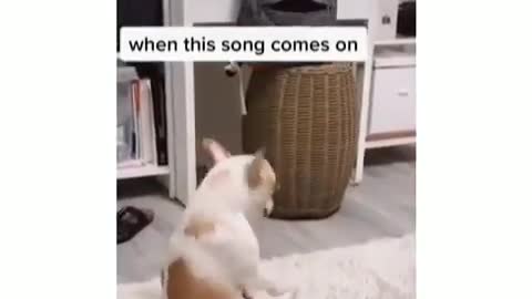 Dog dances to favorite music each time its played