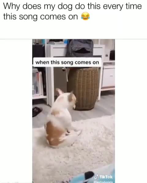 Dog dances to favorite music each time its played