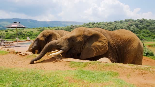 A Man Feeding The Elephants