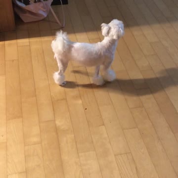 A puppy limps on one leg