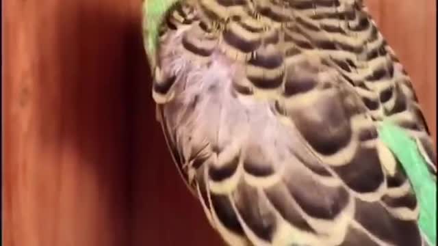 The parrot has a sharp mouth and squeaks every day