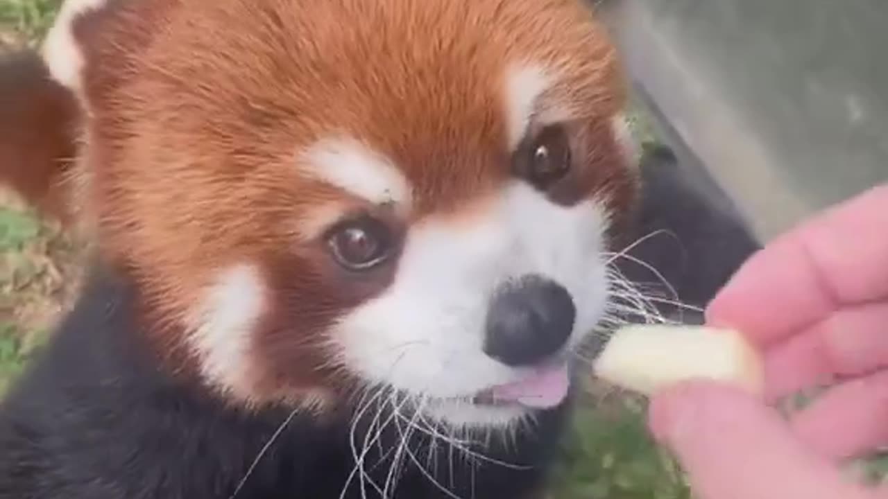 The CUTEST red panda ever!!😱😱