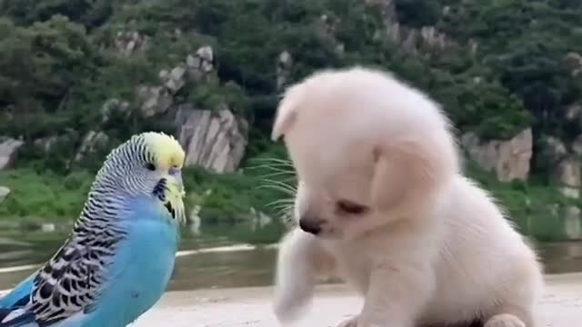 Parrot and puppy love