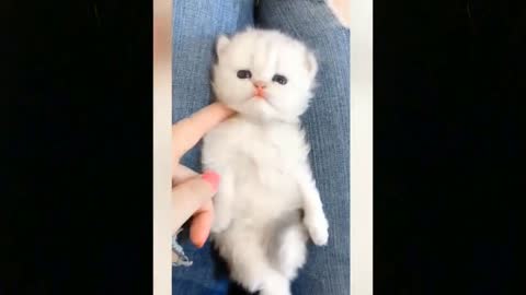 Funniest cats 🐱 - don't try to hold back laughter 😂 - funny cats life