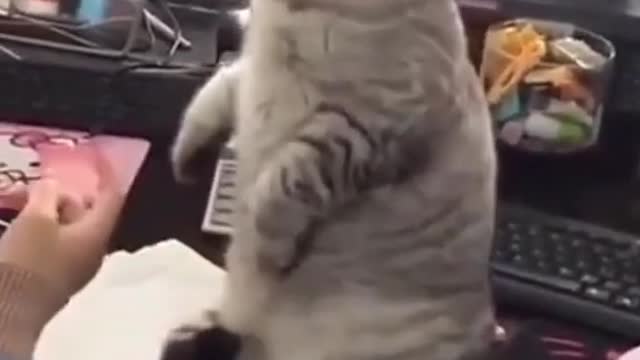 Cat standing video