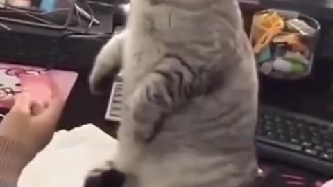 Cat standing video