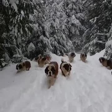 Dogs in the snow #Shorts