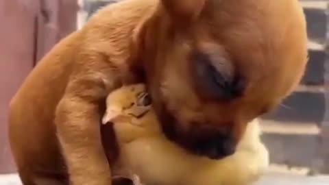Funny dog
