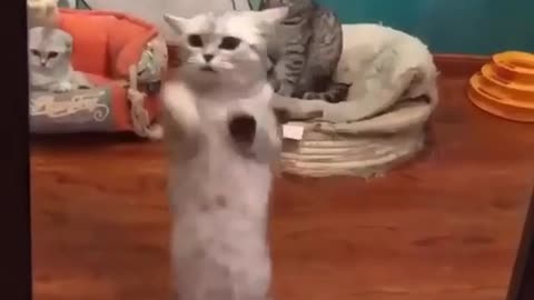 This is how cats dance