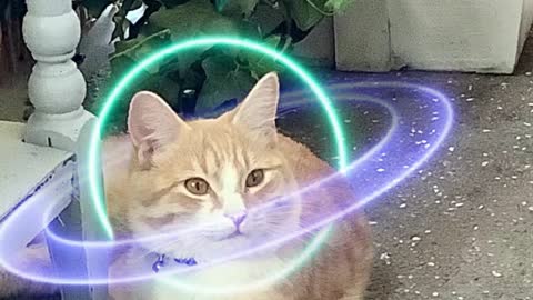 Space cat