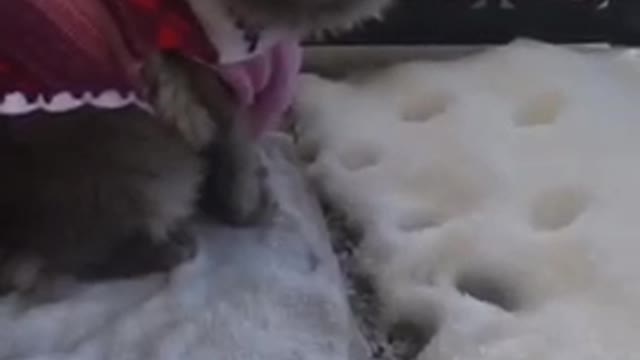 Grey cat looking at its footsteps in the snow