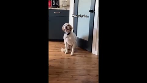 Dog Funny Entertainment Video For You / Dog 🐕🐶 Thank You