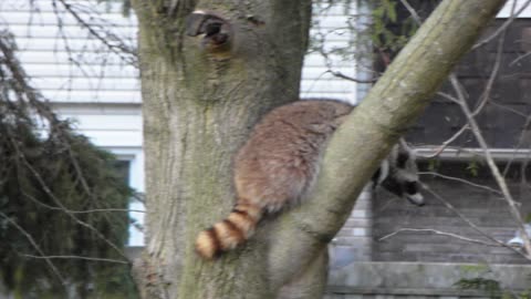 Raccoon in the backyard May 12, 2022 Toronto