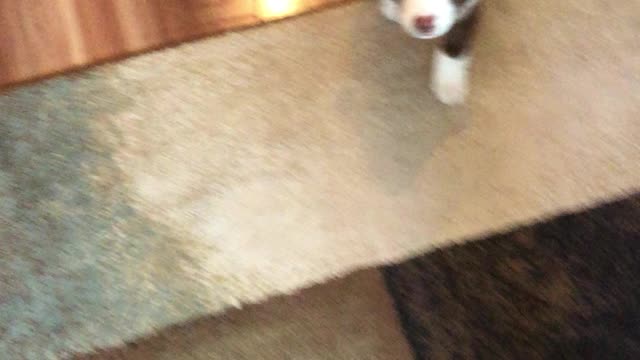 Adorable puppy does the cutest lie down ever