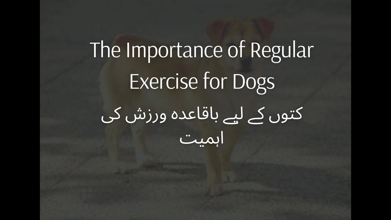 The Importance of Regular Exercise for Dogs