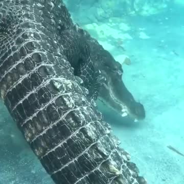 Comportamento do crocodilo embaixo d'água