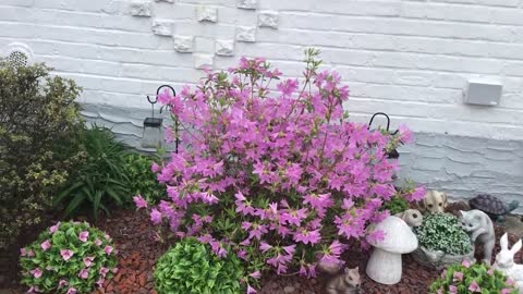 Garden video