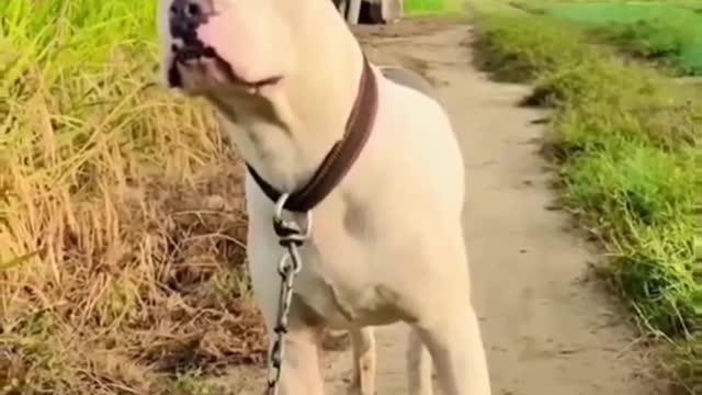 shorts pitbull dog lover pit bull dog shorts, #shorts videos