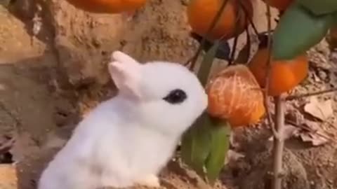 Funny animals video