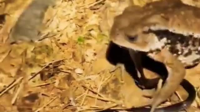 A frog eats a small snake