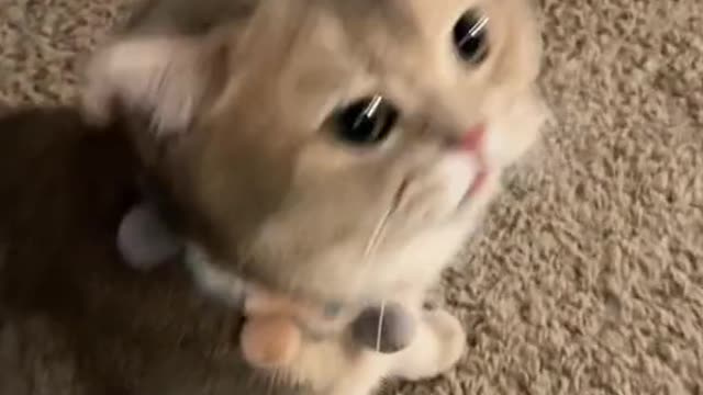funny cat