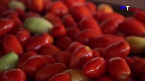 How Tomato Ketchup Is Made