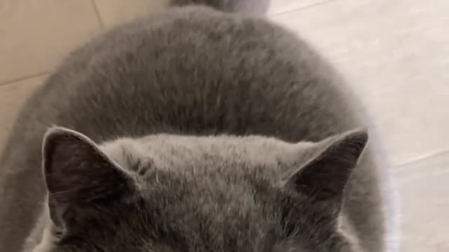 Who doesn't love a cute British Shorthair cat?