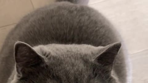 Who doesn't love a cute British Shorthair cat?