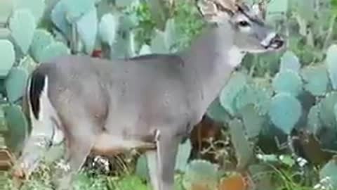 deer in nature