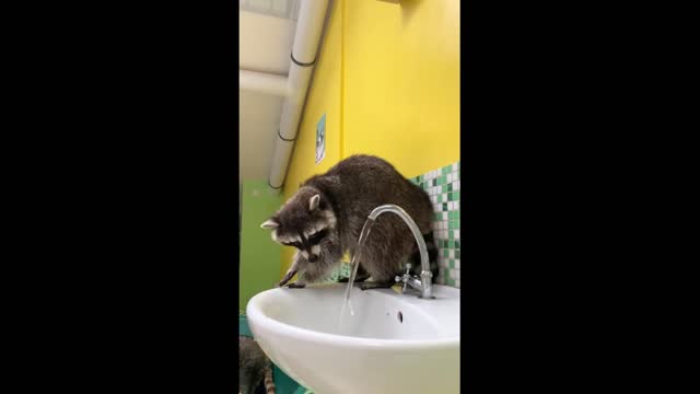 The raccoon is funny