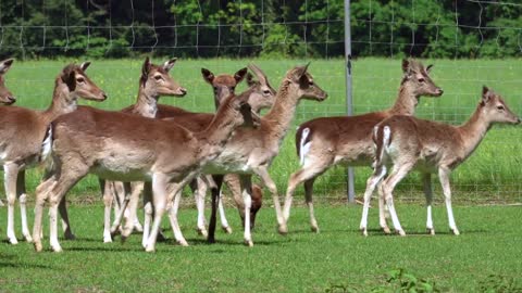 Wild deer really wants to befriend little bunny