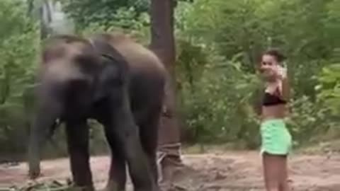 OH GOODY GOODY! I AM GOING TO GO PET THE PRETTY ELEPHANT. (GUESS HOW THAT TURNED OUT).