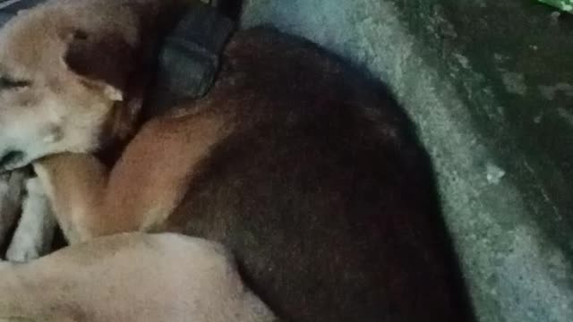 Ang aso ko