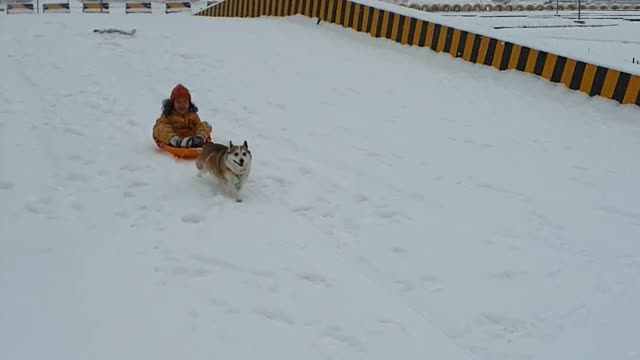 Baby and Dog Sled