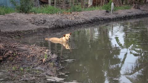 Dog enjoying in cool water