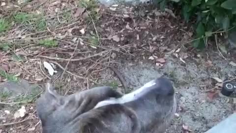 Grey pitbull starring at two cats on concrete