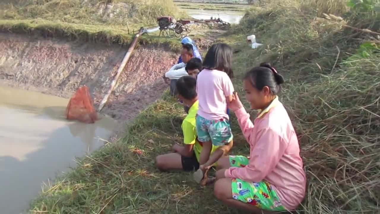 Catching big Snakehead fish in mud