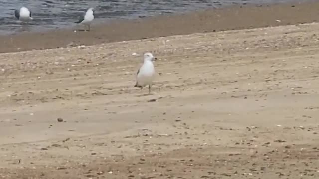 South Korea Seonyudo Seagull