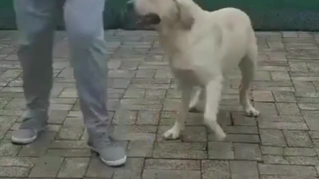 Labrador Dog Dance On Savage Love😍🥰