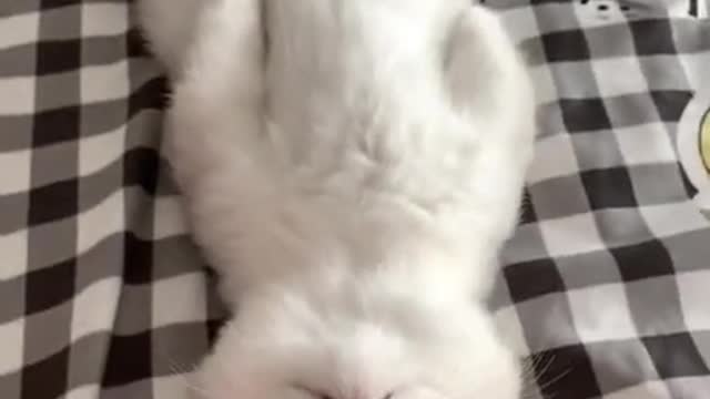 😇 Laugh non-stop with these funny cat 😹 - Funniest cat Expression Video 😇 - Funny Cat Life