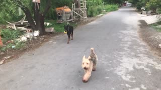 Doberman Service Dog Conducts Training While Oscar the Welsh Terrier Oversees