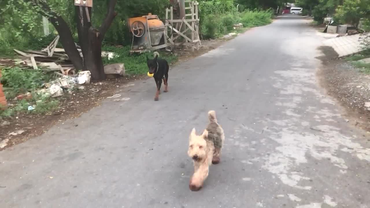 Doberman Service Dog Conducts Training While Oscar the Welsh Terrier Oversees