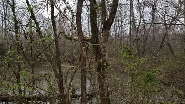Deer in the pond