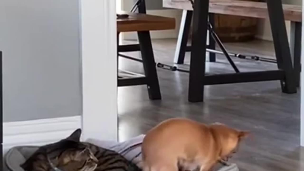 I Need a Little Space to Rest Too #shorts #viral #shortsvideo #video