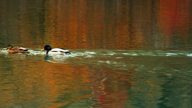 row of ducks swimming on water