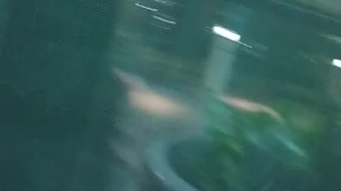 Ride the elevators again in Galaxy mall.