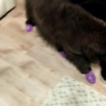 Newfie booties