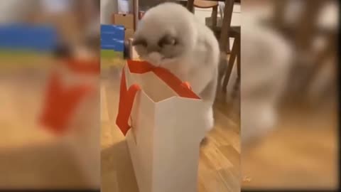 Cat 🐈😻 funny moments cat jump in the box 📦🤣