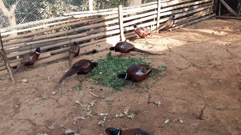 Pheasant best fly